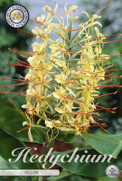 Hedychium Geel