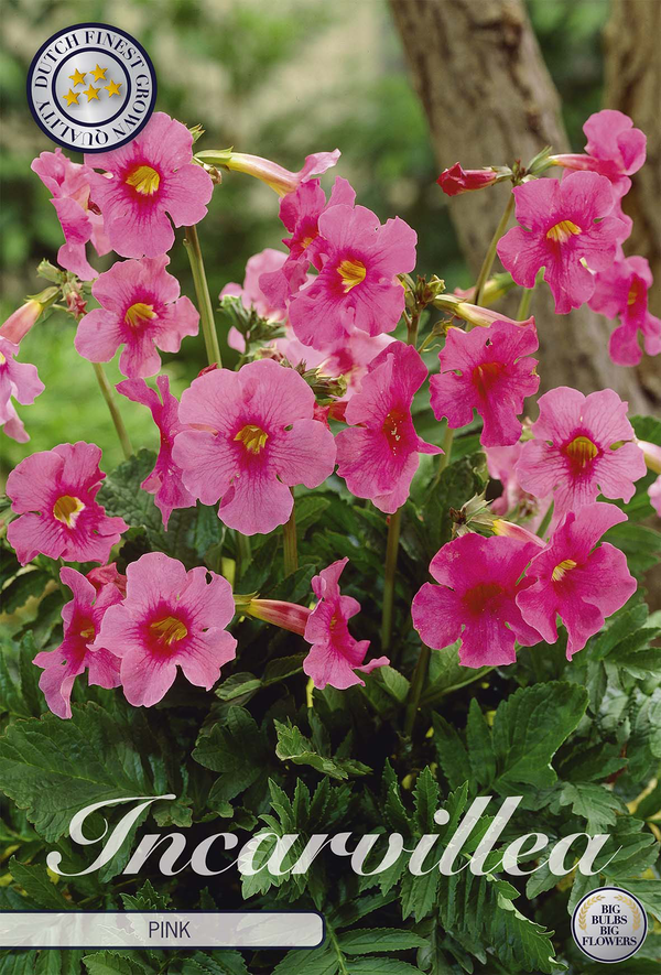 Incarvillea Roze