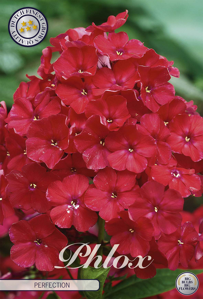 Phlox Perfection