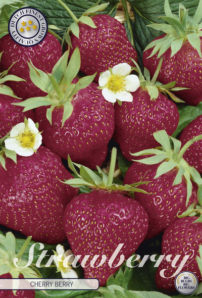 Aardbei Cherry Berry