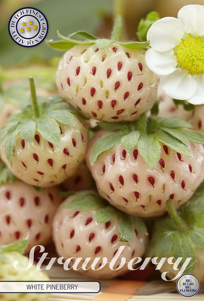 Aardbei White Pineberry
