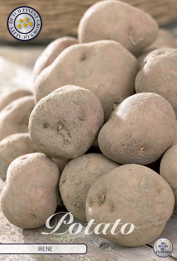 Aardappel Irene
