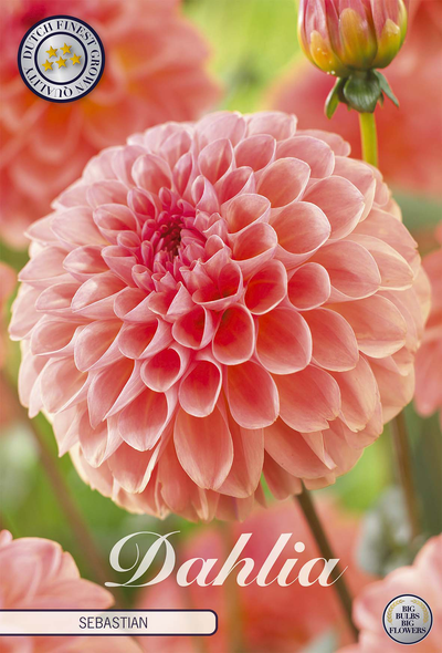 Dahlia Sebastian