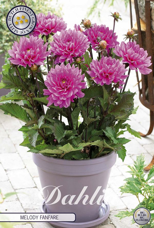 Dahlia Melody Fanfare