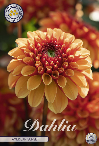 Dahlia American Sunset