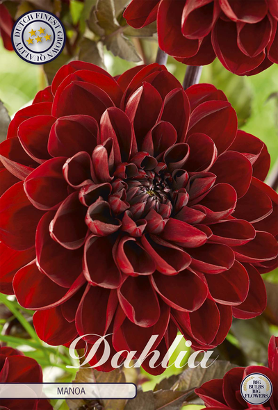 Dahlia Manoa