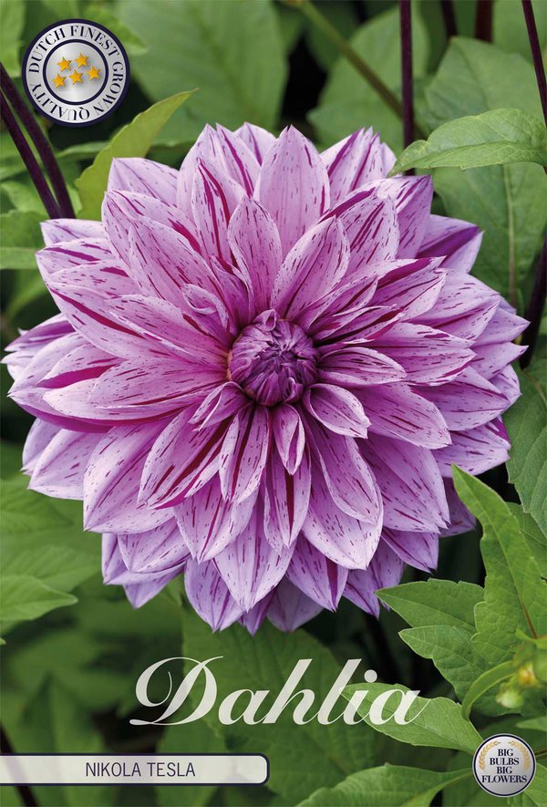 Dahlia Nikola Tesla
