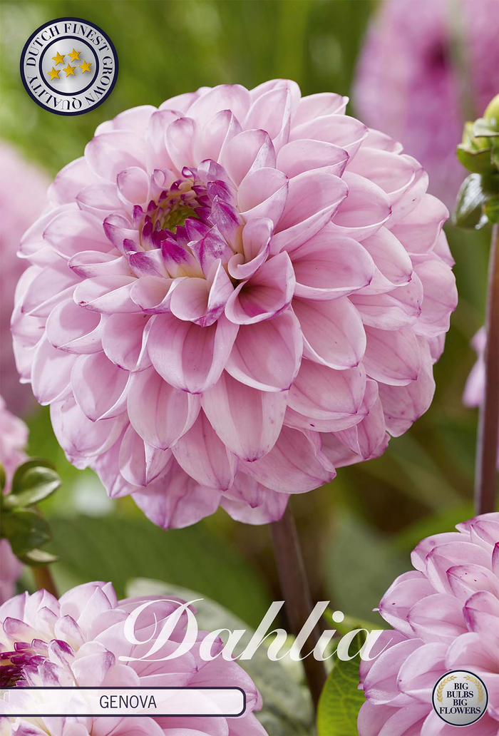 Dahlia Genova