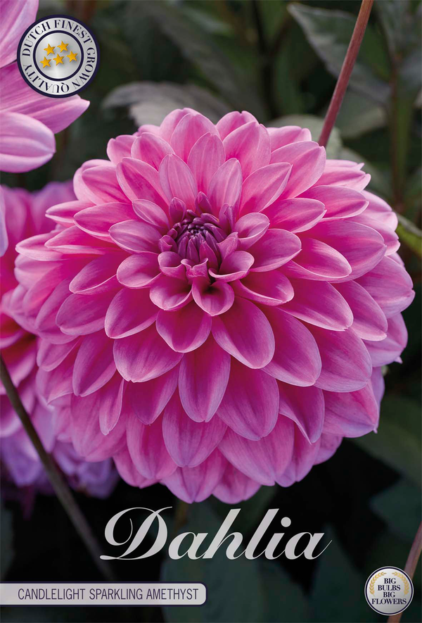 Dahlia Candlelight Sparkling Amethyst