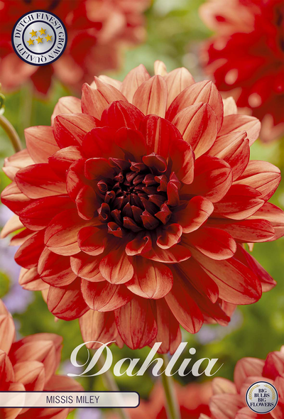 Dahlia Missis Miley