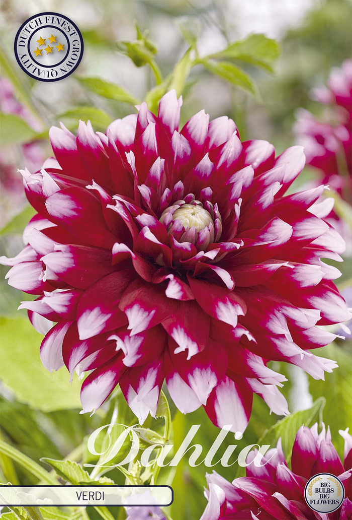 Dahlia Verdi