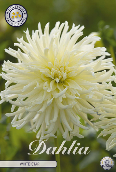 Dahlia White Star