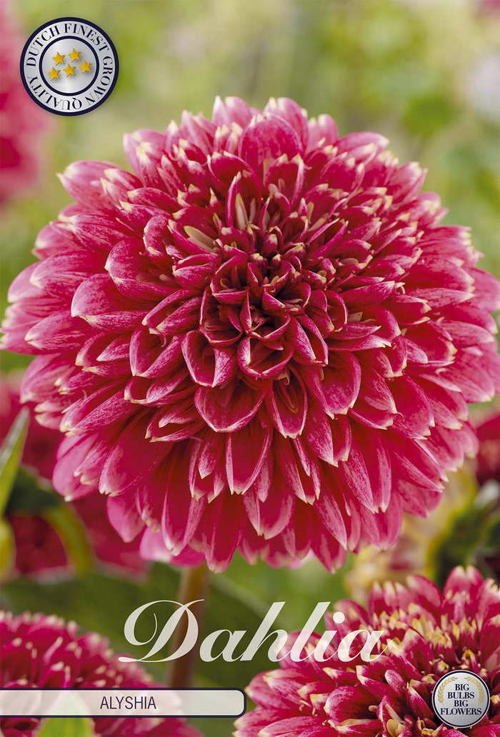 Dahlia Alyshia