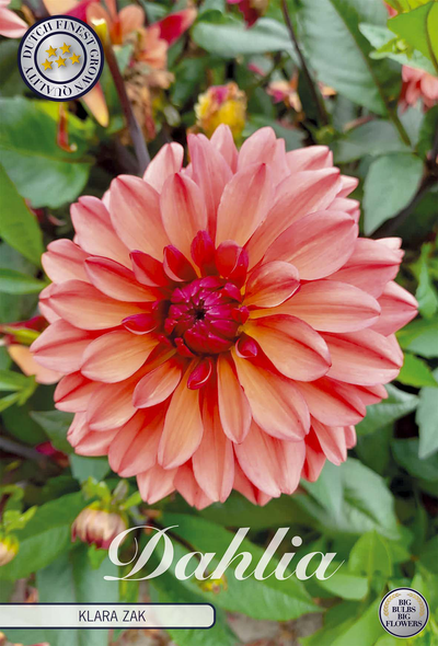 Dahlia Klara Zak