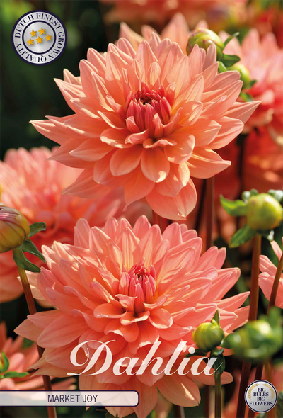 Dahlia Market Joy