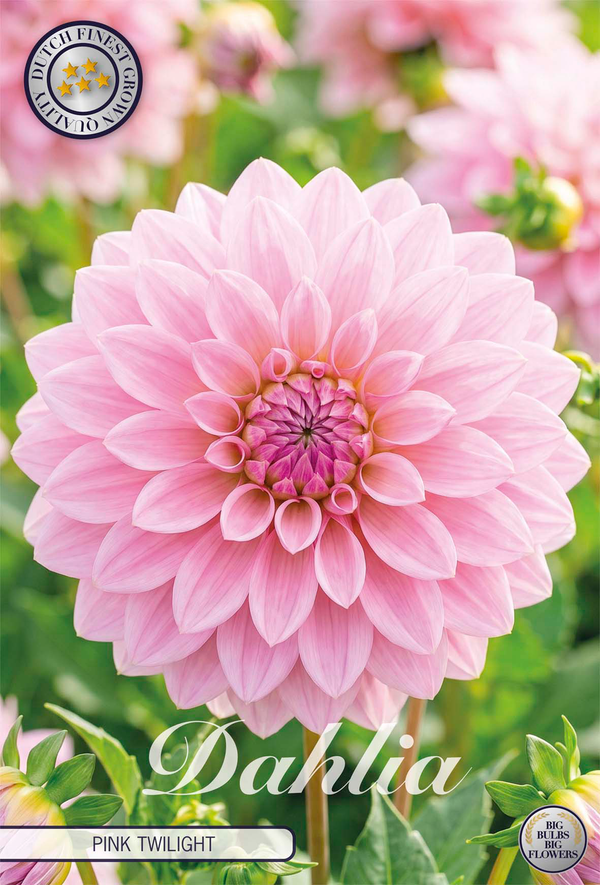 Dahlia Pink Twilight