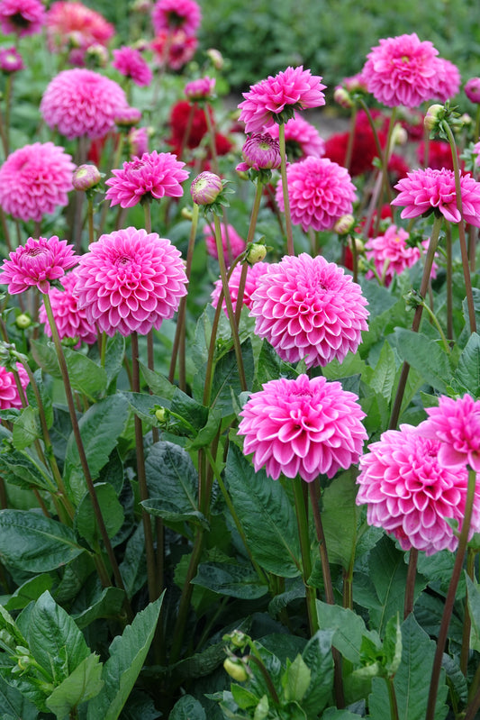 Dahlia Stolze Von Berlin