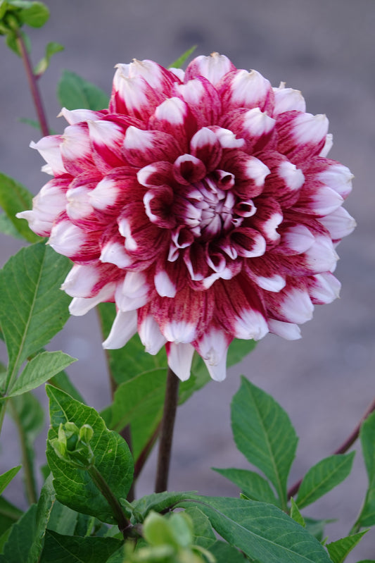 Dahlia Striped Duet