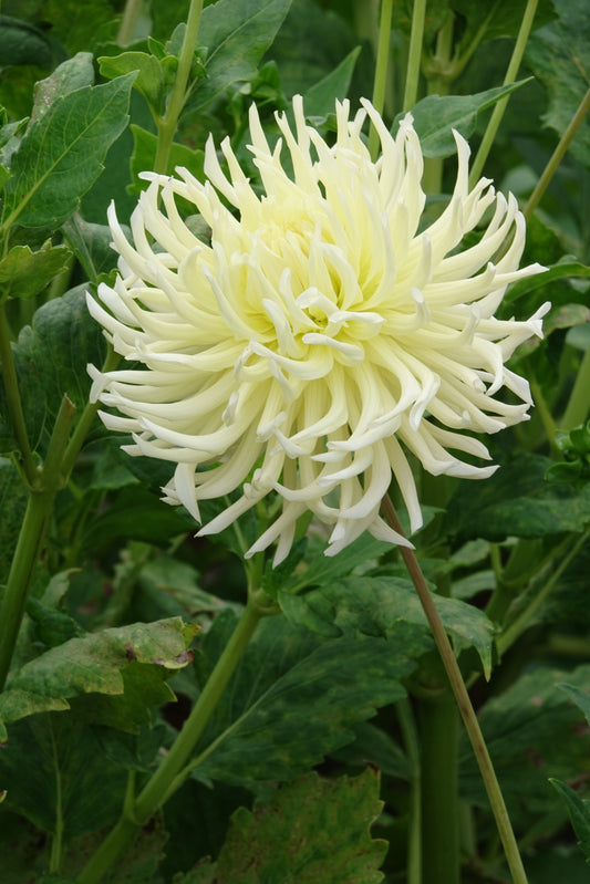Dahlia White Star