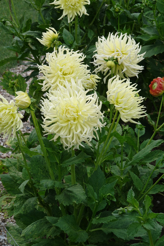 Dahlia Yellow Star