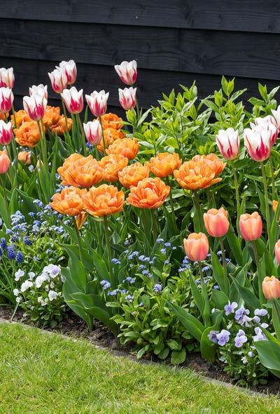 Kleurrijke tuin — Carnaval