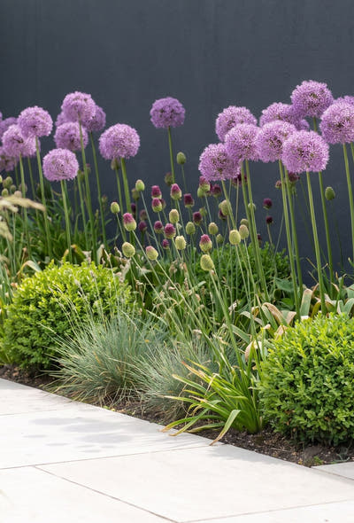 Strakke moderne tuin — Architectuur in Paars