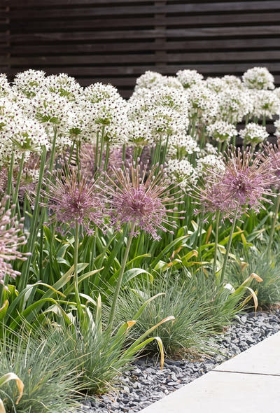 Strakke moderne tuin — Statige Bollen