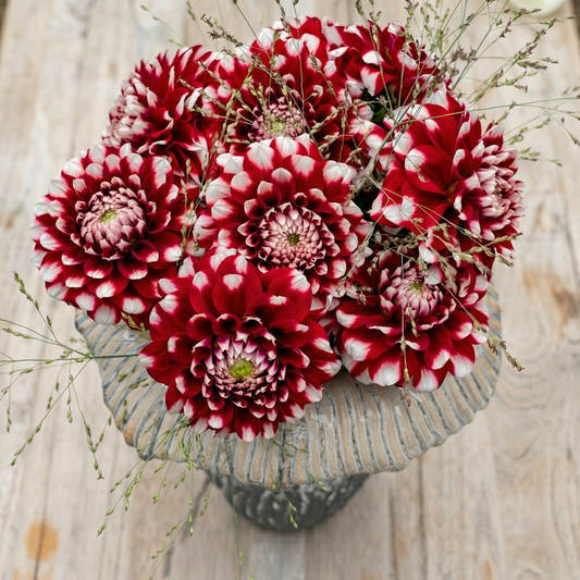 Dahlia Checkers