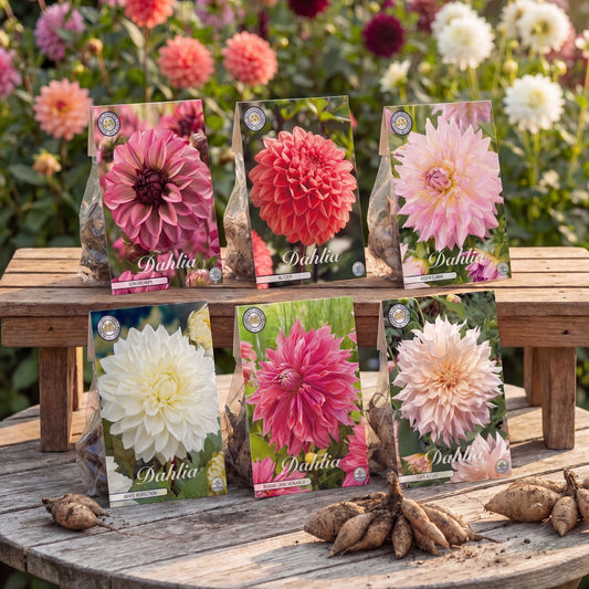 Dahlia Zomertuin Collectie