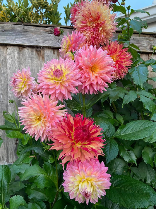 Dahlia Strawberry Ice