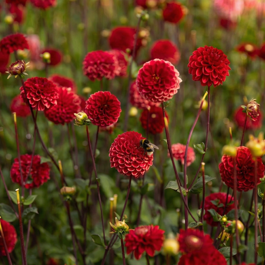 Collectie fluwelen harten