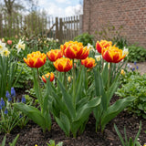 Tulipa Cilesta in een natuurlijke voorjaarsborder