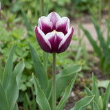 Tulipa Spitsbergen flower result
