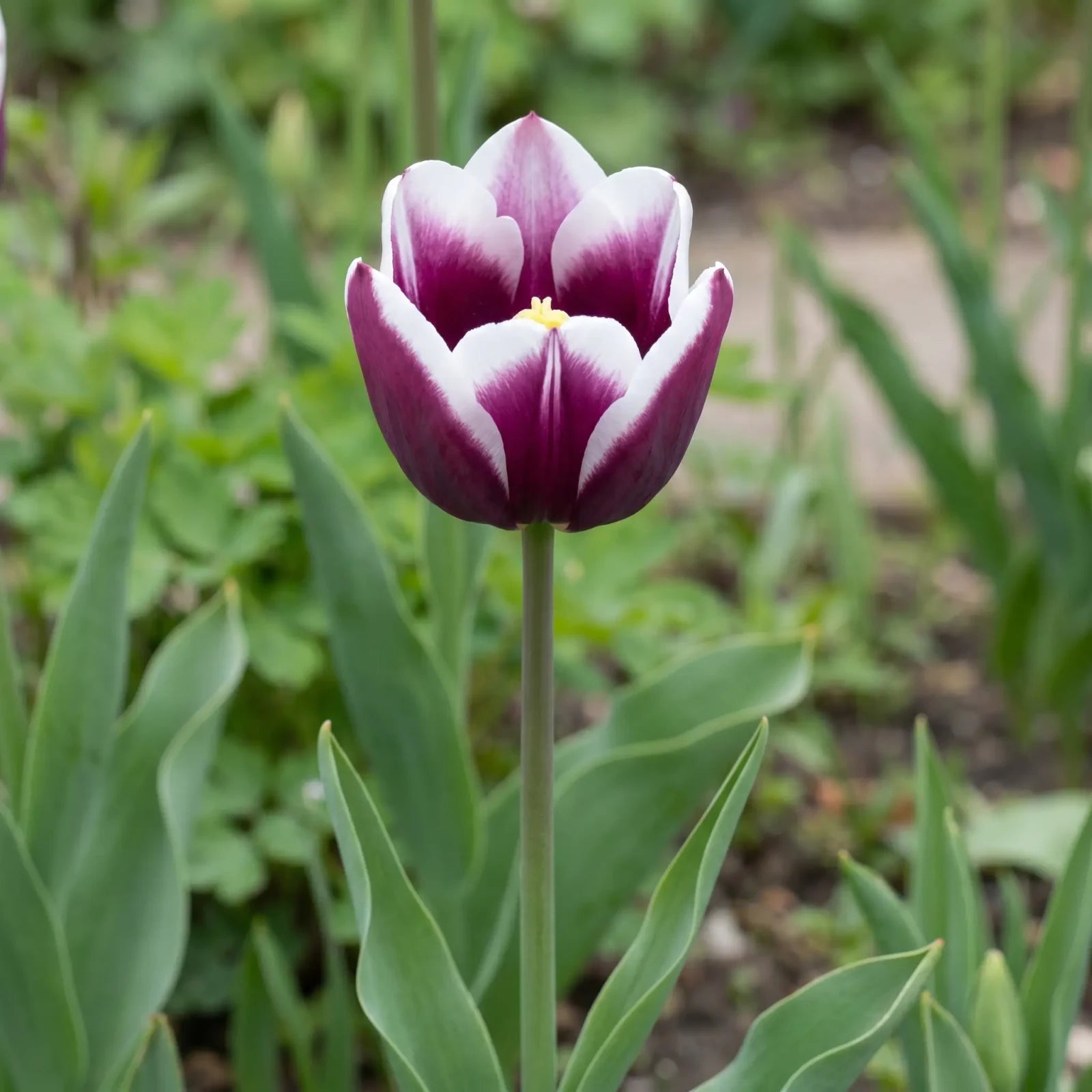 Tulipa Spitsbergen flower result
