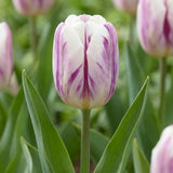 Tulipa Flaming Flag flower result