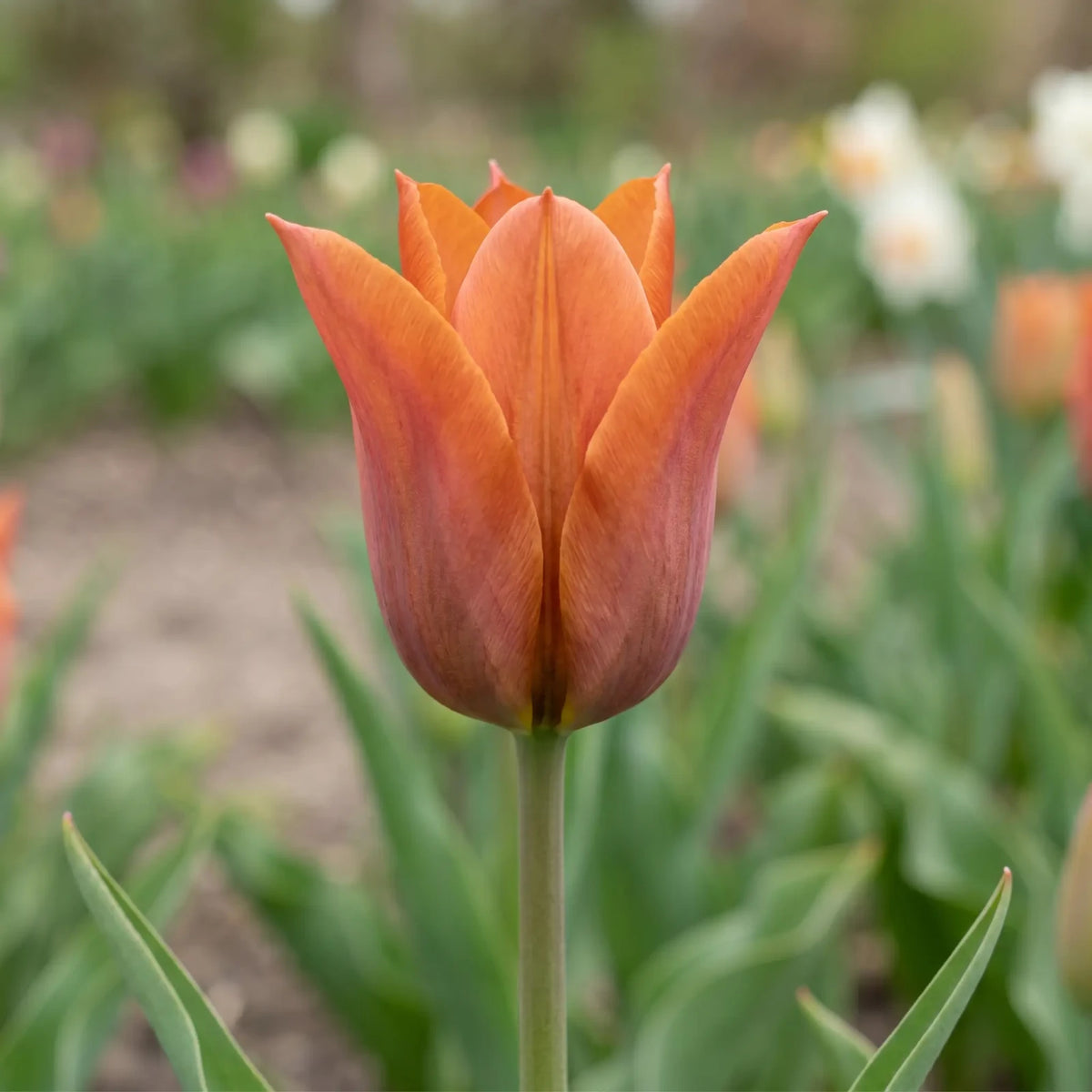Tulipa Request flower result