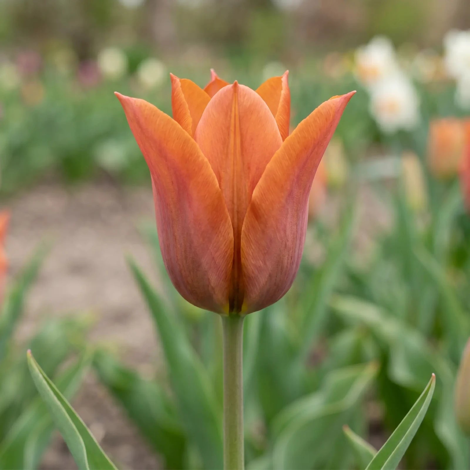 Tulipa Request flower result