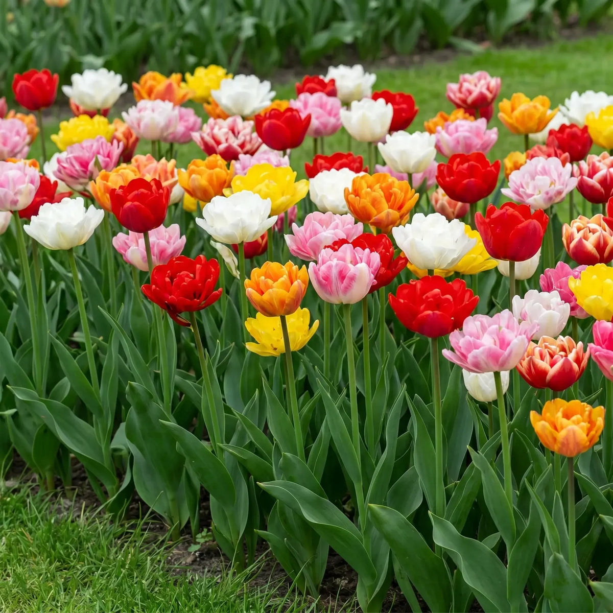 Gemengde dubbele vroege tulpen in een voorjaarsborder