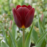 Tulipa National Velvet flower result