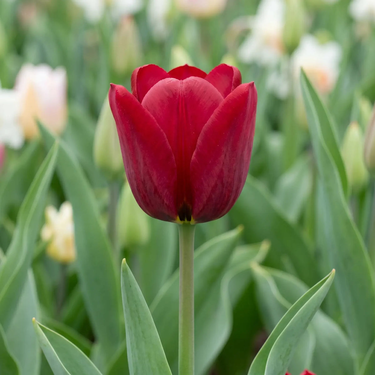 Tulipa Seadov flower result