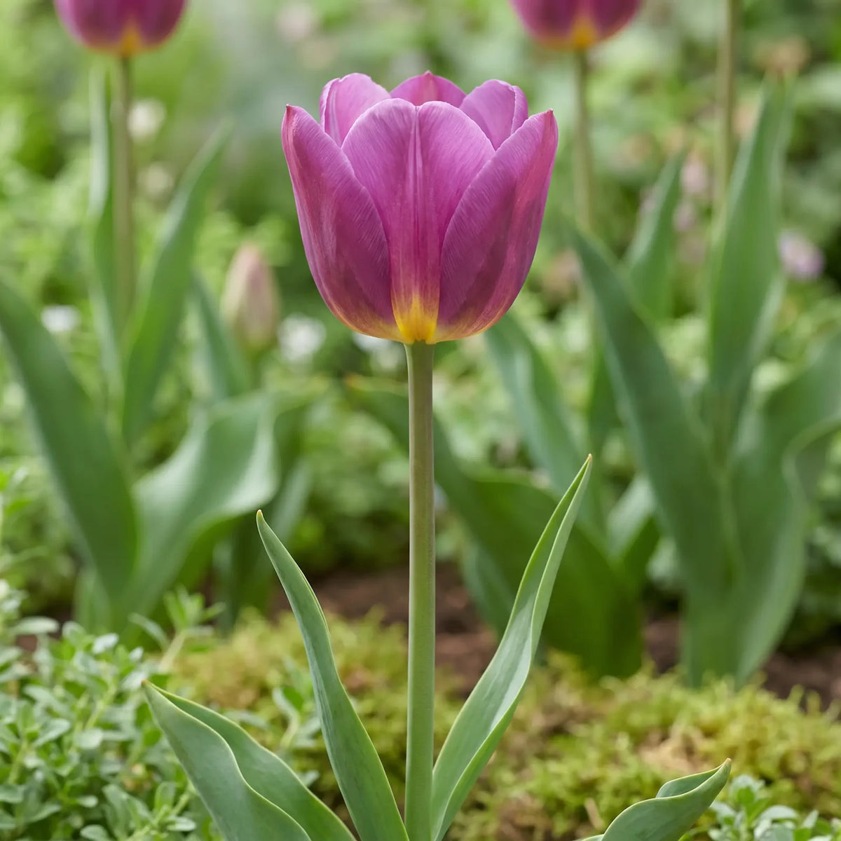 Tulipa Purple Prince flower result