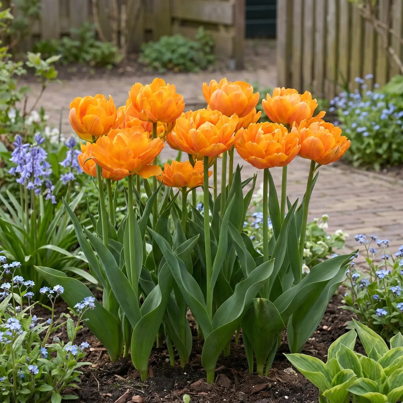 Tulipa Orca in een natuurlijke voorjaarsborder