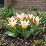 Tulipa The First (waterlelie-tulp) in een voorjaarsborder