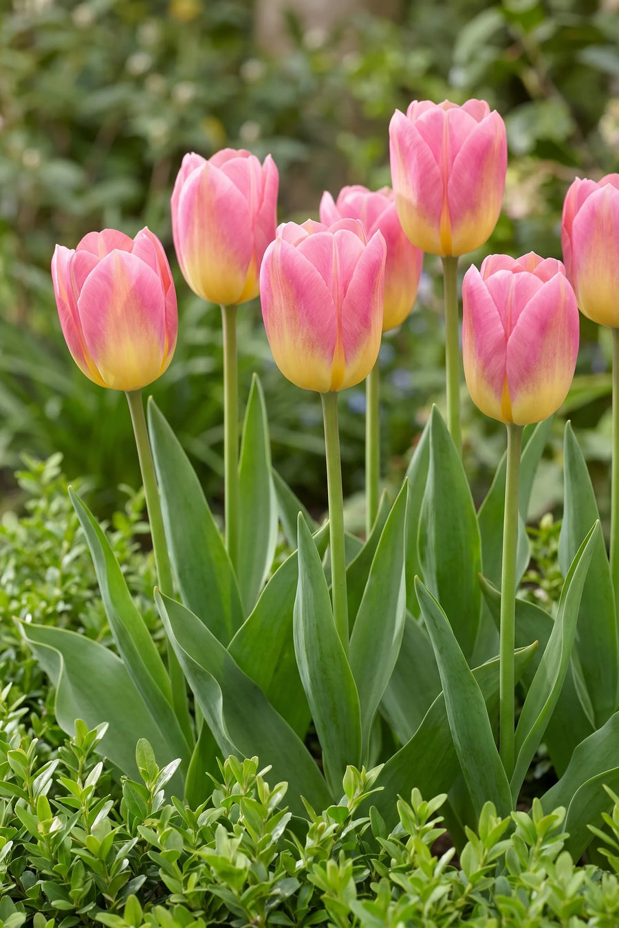 Tulipa Tom Pouce in bloei in een voorjaarsborder