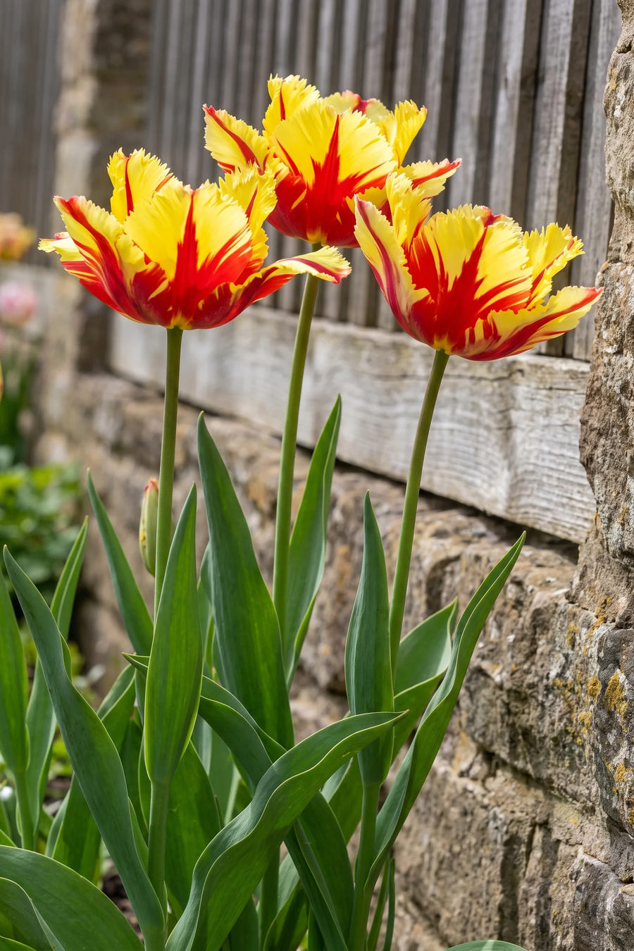Tulipa Flaming Parrot in bloei in een voorjaarsborder