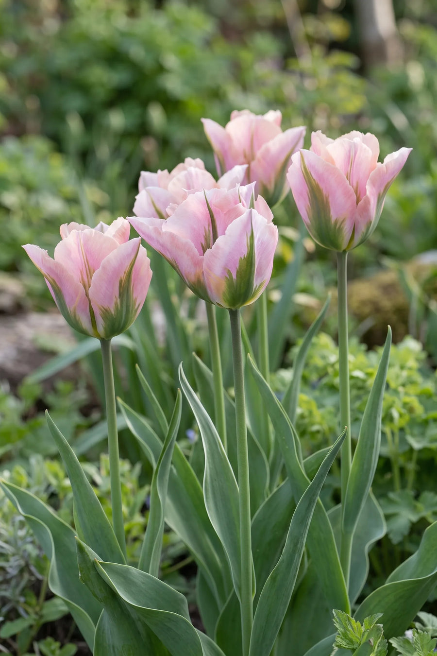 Tulipa China Town in bloei in een voorjaarsborder