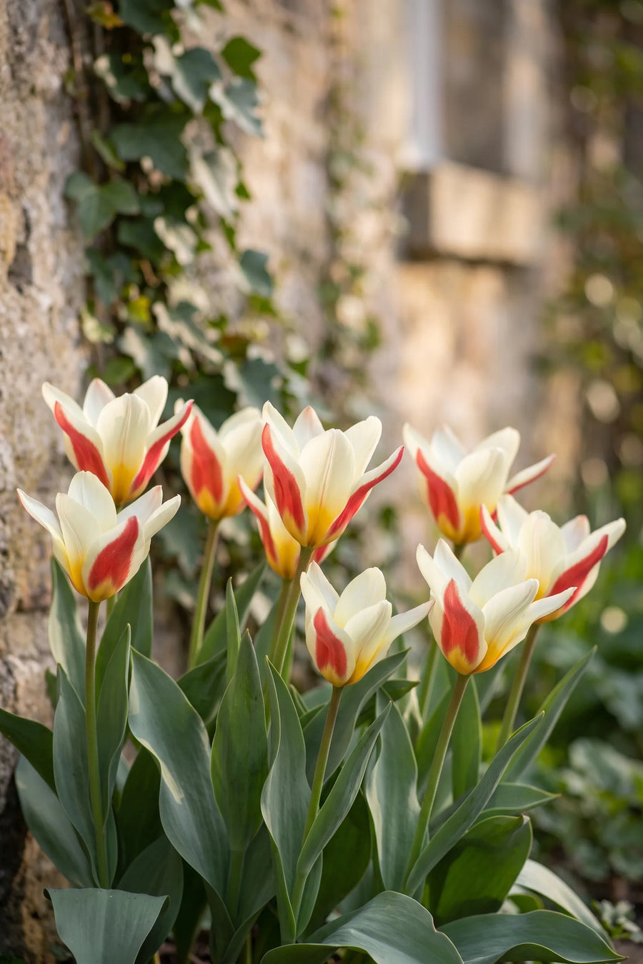 Tulipa The First in bloei in een voorjaarsborder