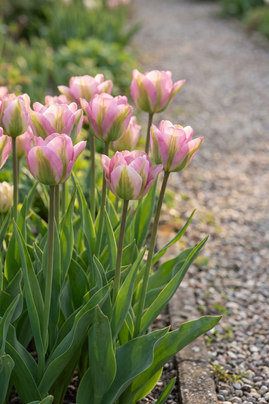 Tulipa Groenland in bloei in een voorjaarsborder
