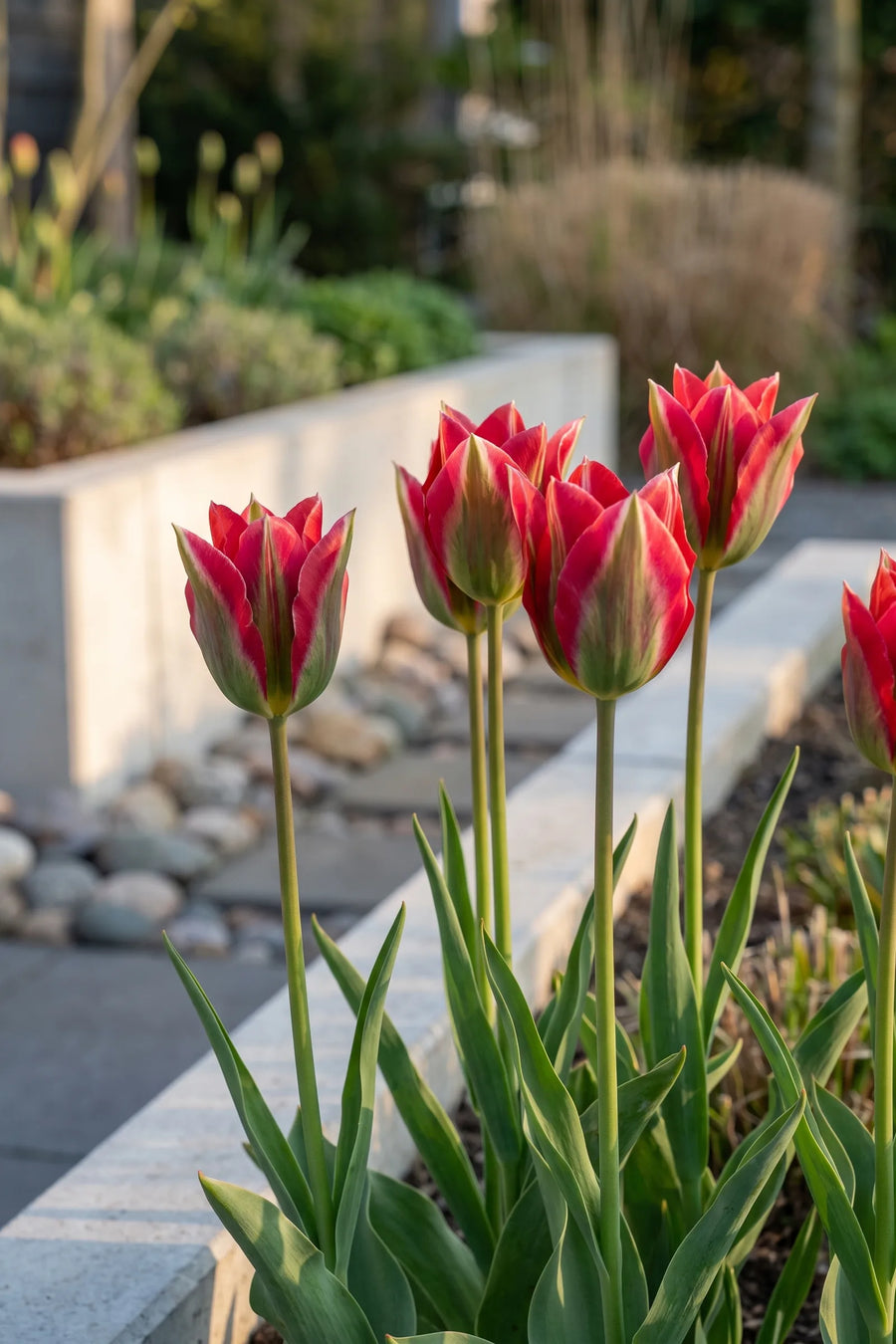 Tulipa Esperanto in bloei in een voorjaarsborder