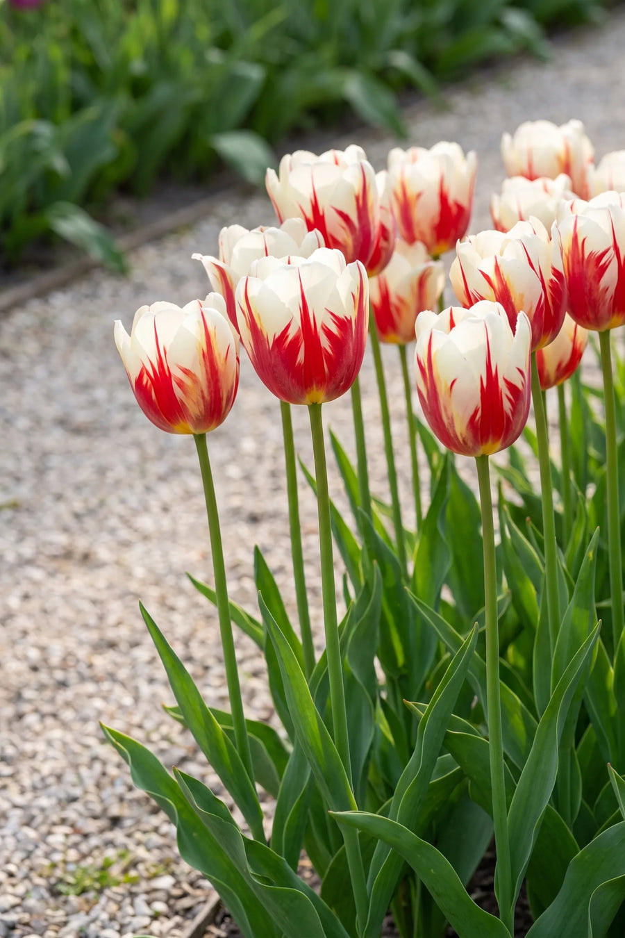 Tulipa Carnaval de Rio in bloei in een voorjaarsborder